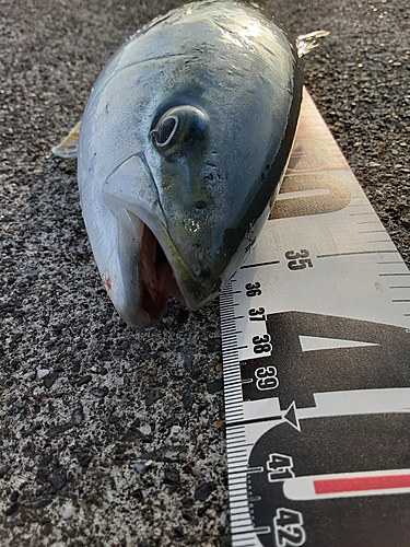 イナダの釣果