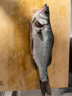 セイゴ（ヒラスズキ）の釣果