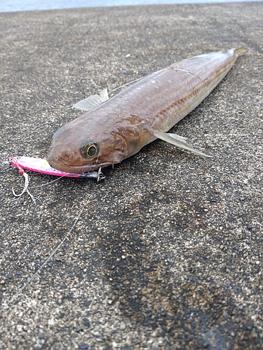 エソの釣果