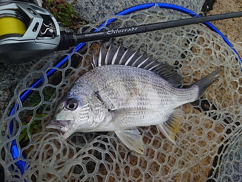 キビレの釣果