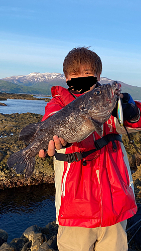 クロソイの釣果