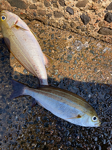 イサキの釣果