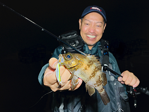 メバルの釣果