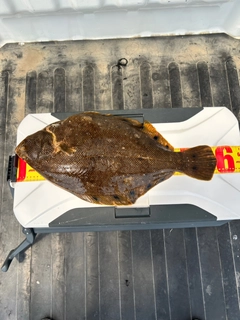 マツカワの釣果