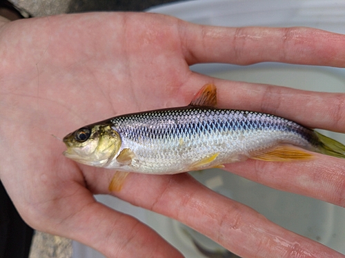 カワムツの釣果