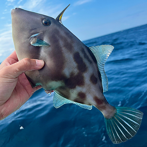 ウマヅラハギの釣果