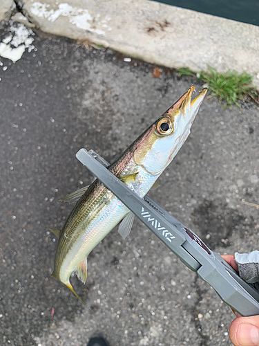 カマスの釣果