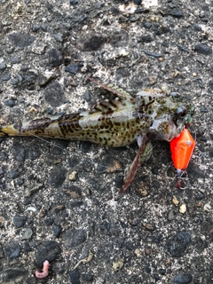 カジカの釣果