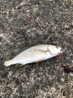 イシモチの釣果