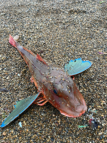 ホウボウの釣果