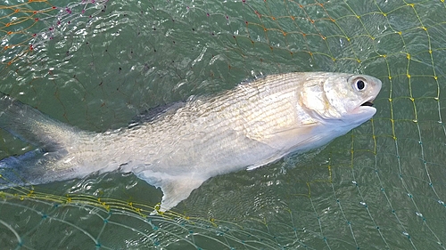 ツバメコノシロの釣果