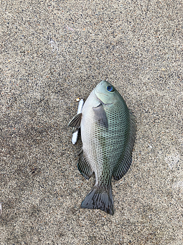 メジナの釣果