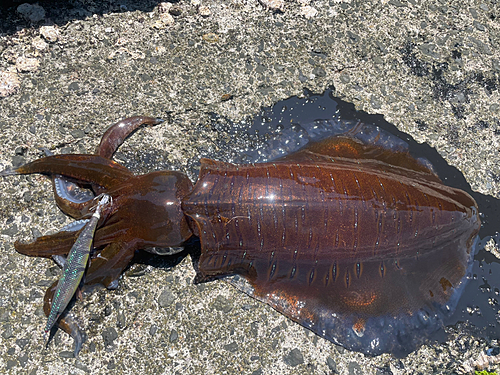 アオリイカの釣果