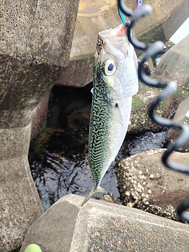 サバの釣果