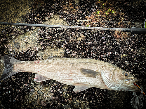 マルスズキの釣果