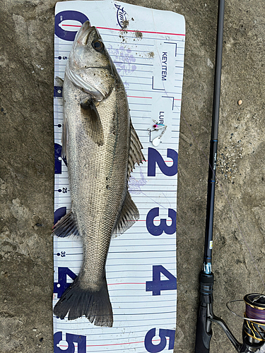 シーバスの釣果