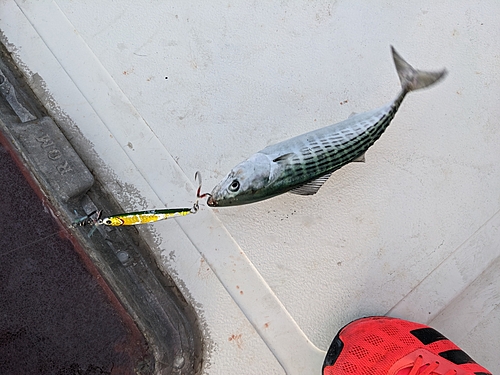 ハガツオの釣果