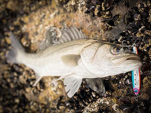 マルスズキの釣果