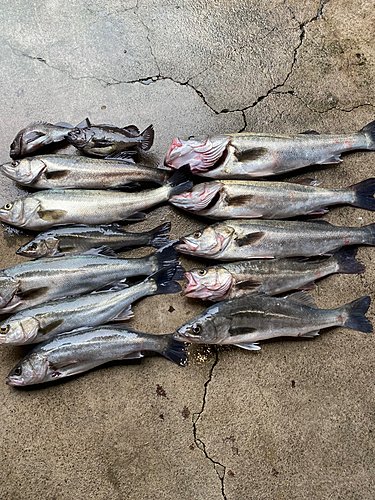 スズキの釣果