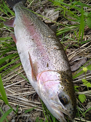 ニジマスの釣果