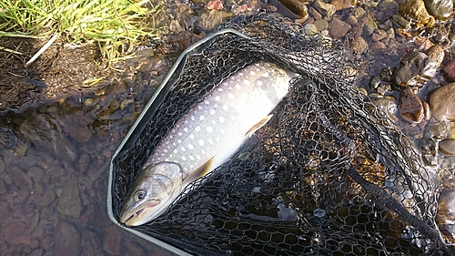 アメマスの釣果