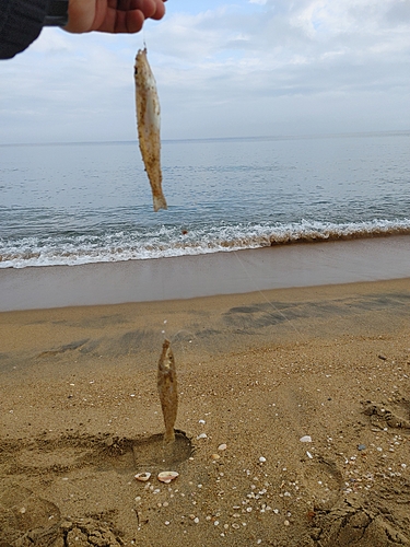 キスの釣果