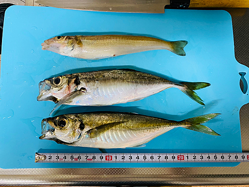 アジの釣果