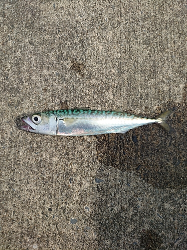 サバの釣果