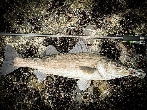 マルスズキの釣果