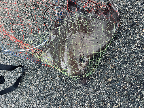 ナルトビエイの釣果