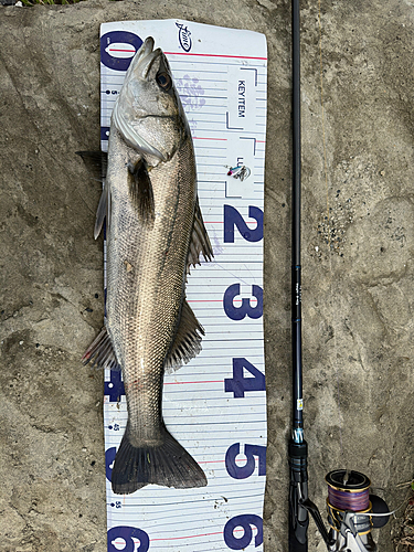 シーバスの釣果