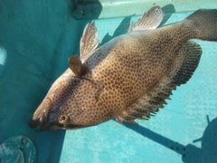 オオモンハタの釣果