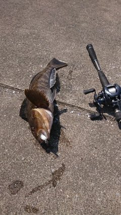 アイナメの釣果