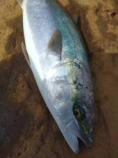 ハマチの釣果