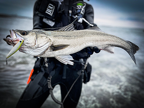 マルスズキの釣果