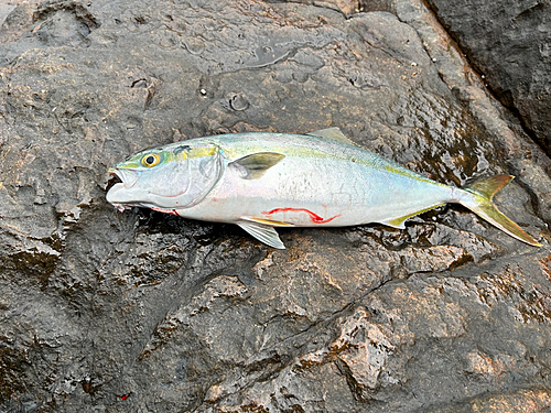 ヤズの釣果