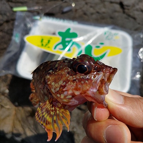 カサゴの釣果