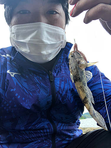 アナハゼの釣果