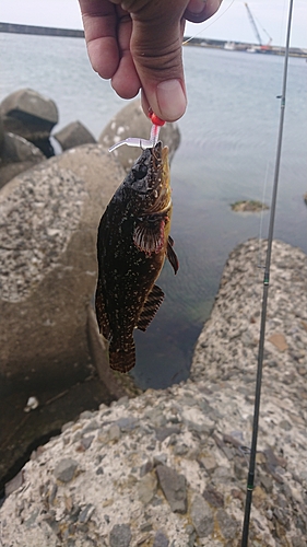 アイナメの釣果