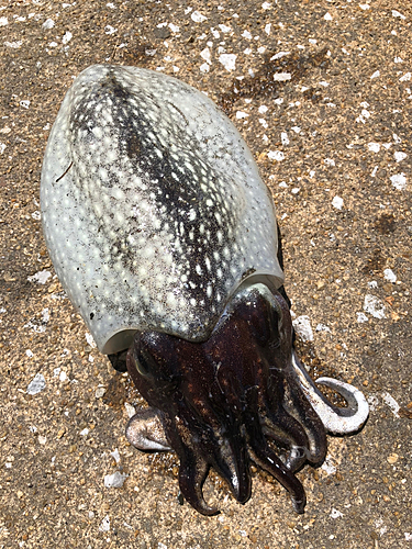 コウイカの釣果