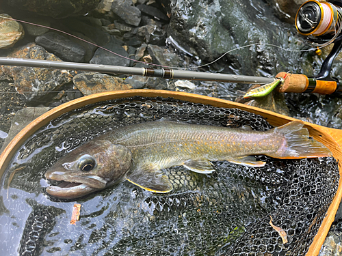 ニッコウイワナの釣果