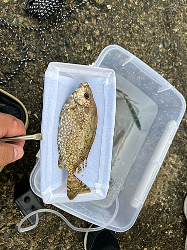 アイゴの釣果