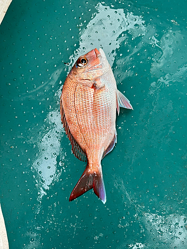 マダイの釣果