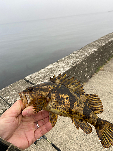 タケノコメバルの釣果