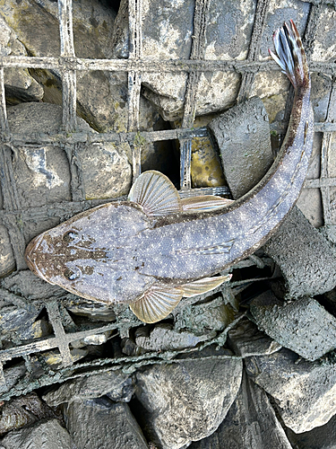 マゴチの釣果