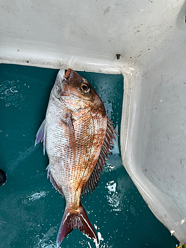 マダイの釣果