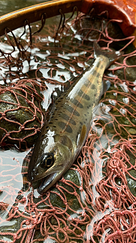 ヤマメの釣果