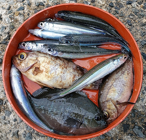 メバルの釣果