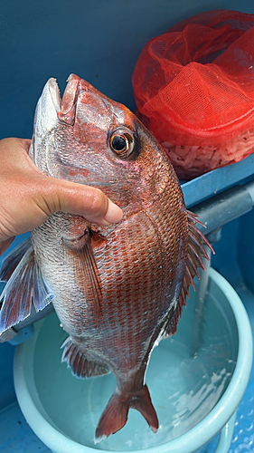 マダイの釣果