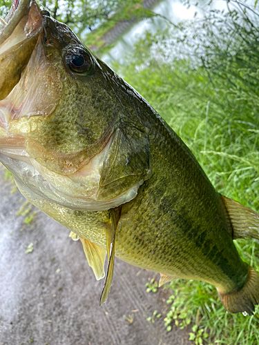 ラージマウスバスの釣果
